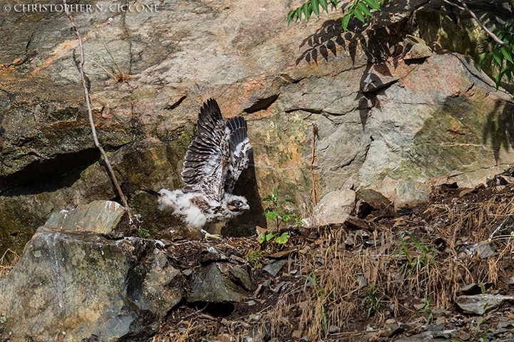 Peregrine Falcon