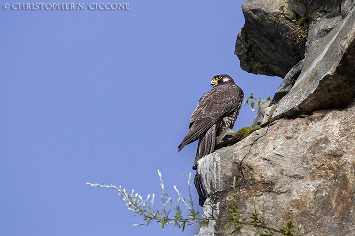 Peregrine Falcon