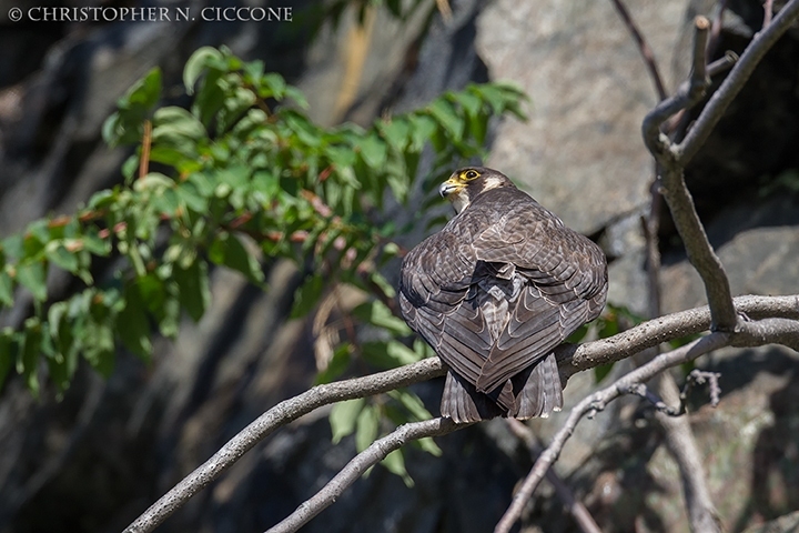 Peregrine Falcon