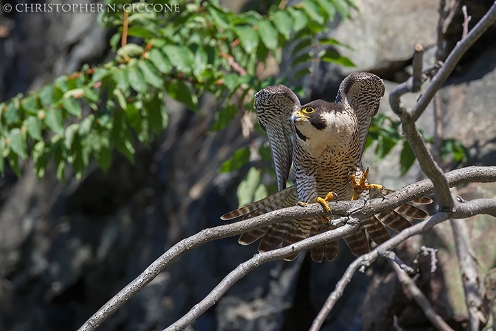 Peregrine Falcon