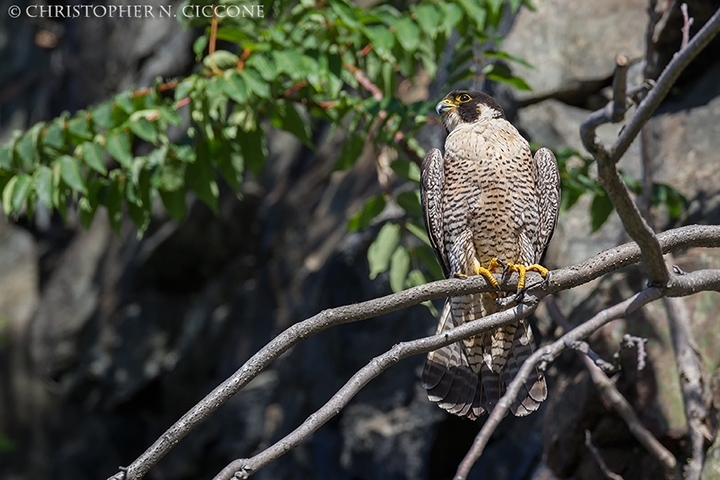 Peregrine Falcon