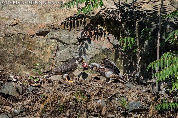 Peregrine Falcon