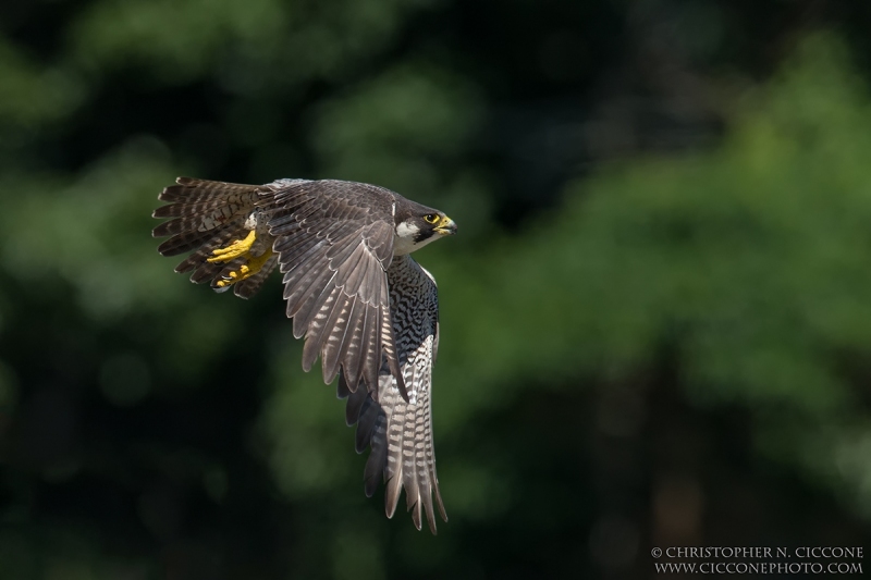 Peregrine Falcon