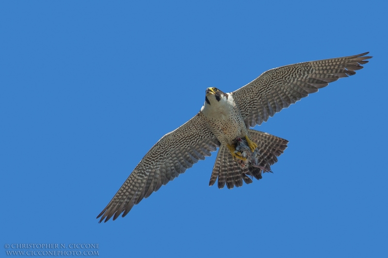 Peregrine Falcon