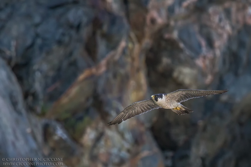 Peregrine Falcon