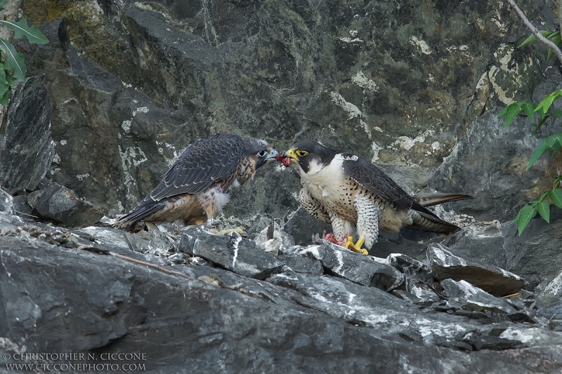 Peregrine Falcon