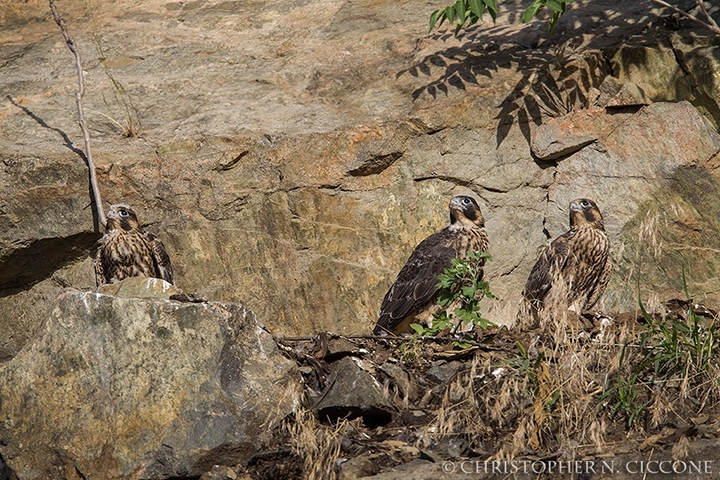 Peregrine Falcon