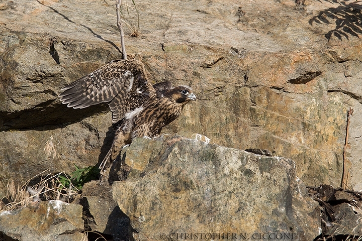 Peregrine Falcon