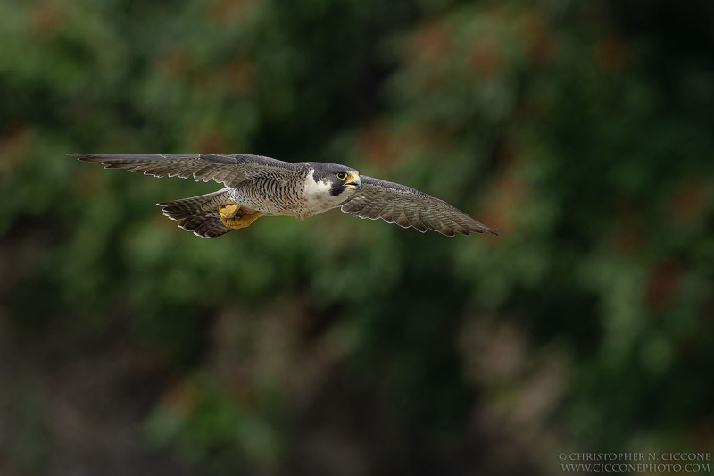 Peregrine Falcon