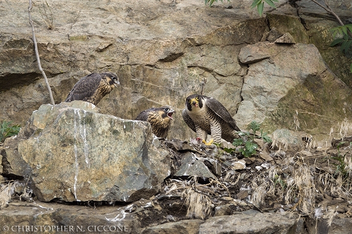 Peregrine Falcon