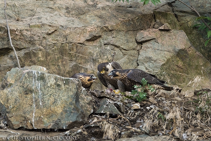 Peregrine Falcon