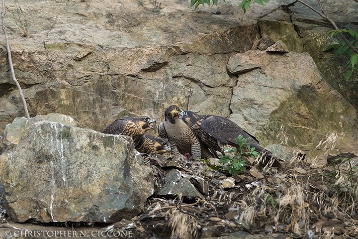 Peregrine Falcon