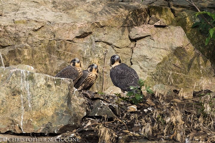 Peregrine Falcon