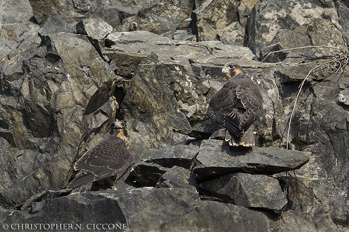 Peregrine Falcon