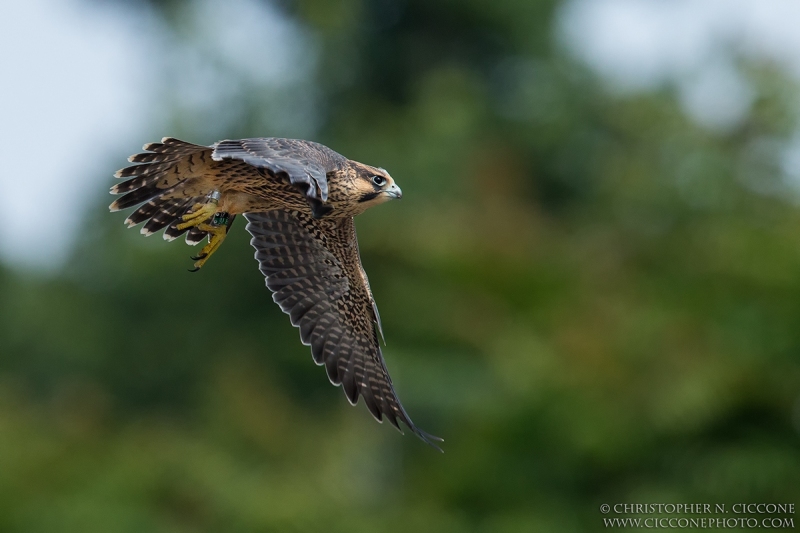 Peregrine Falcon