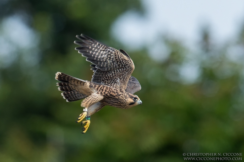 Peregrine Falcon