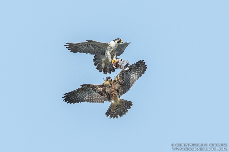 Peregrine Falcon