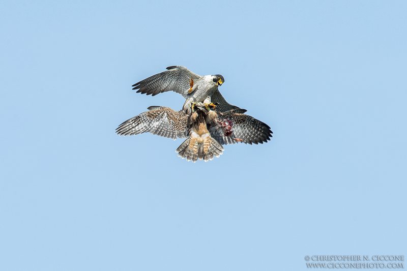 Peregrine Falcon