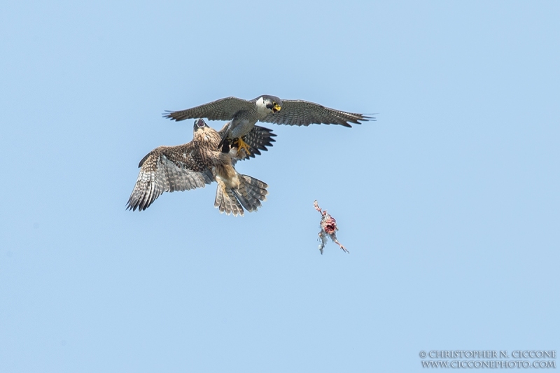 Peregrine Falcon