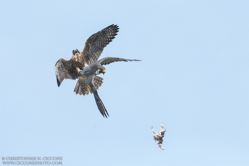 Peregrine Falcon