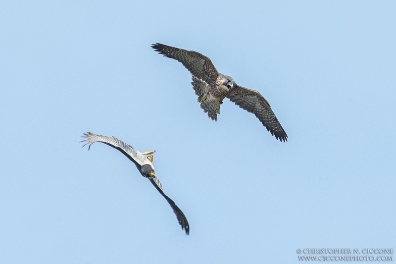 Peregrine Falcon