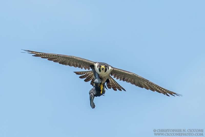 Peregrine Falcon