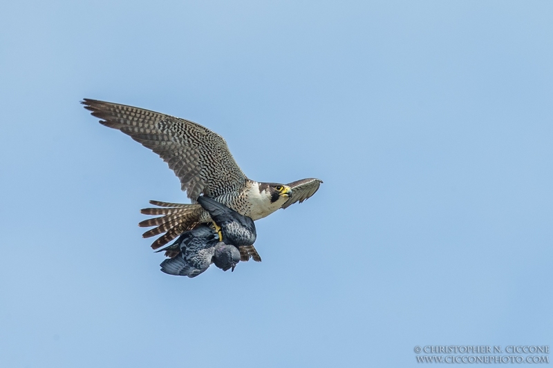 Peregrine Falcon