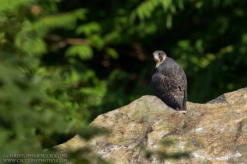 Peregrine Falcon