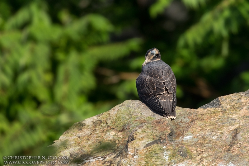 Peregrine Falcon