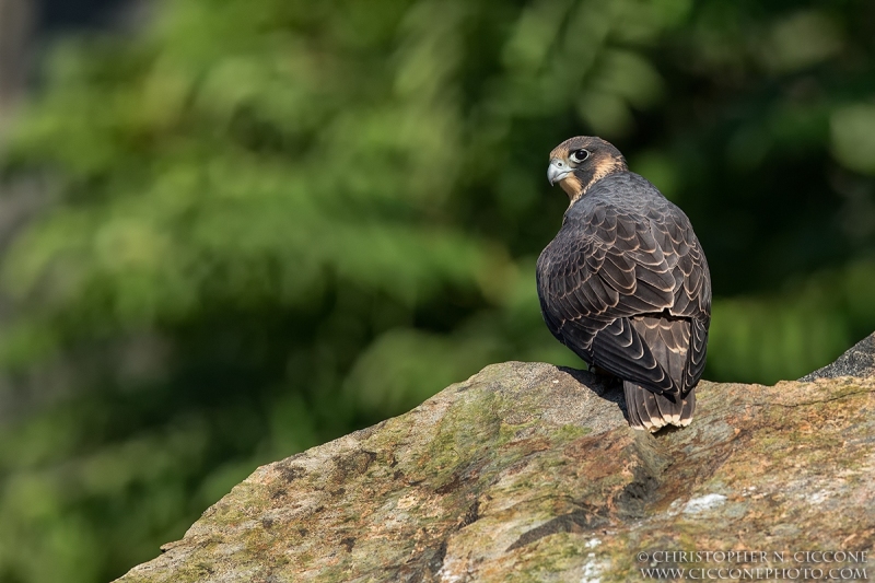 Peregrine Falcon