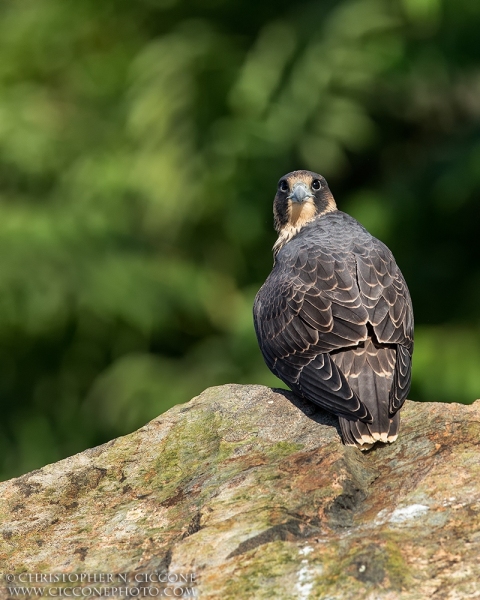 Peregrine Falcon