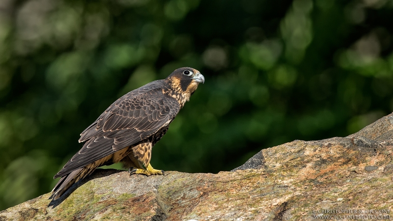 Peregrine Falcon