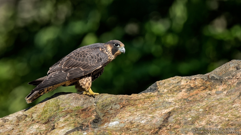 Peregrine Falcon