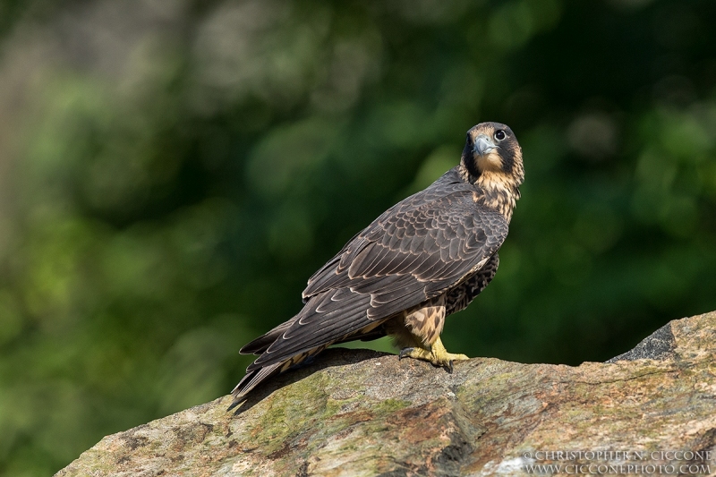 Peregrine Falcon