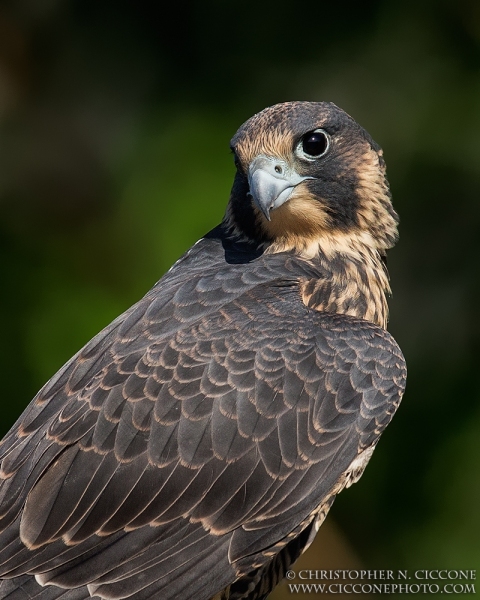 Peregrine Falcon