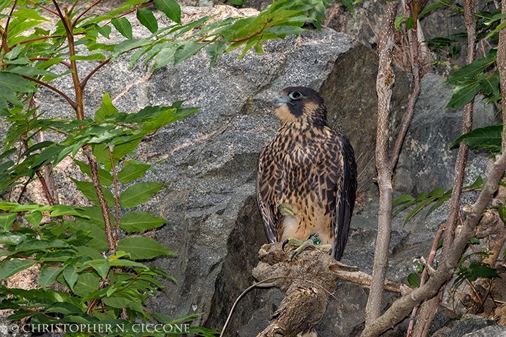 Peregrine Falcon