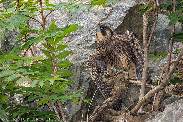 Peregrine Falcon