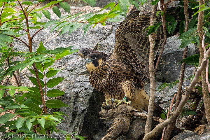 Peregrine Falcon