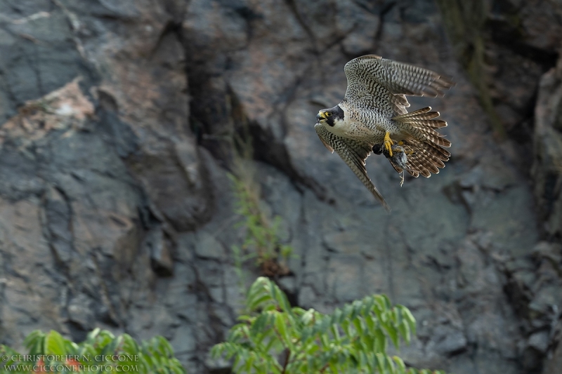 Peregrine Falcon