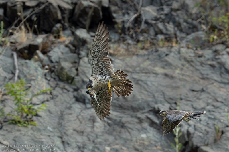 Peregrine Falcon