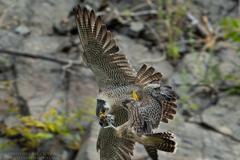 Peregrine Falcon