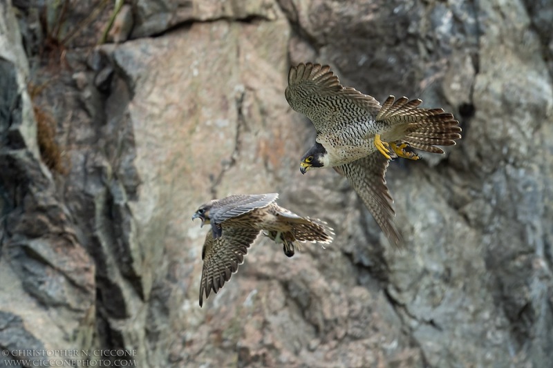 Peregrine Falcon