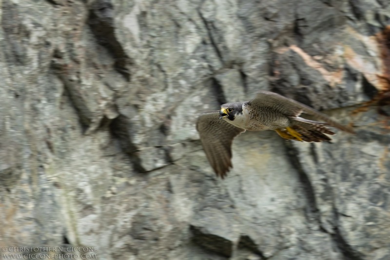 Peregrine Falcon