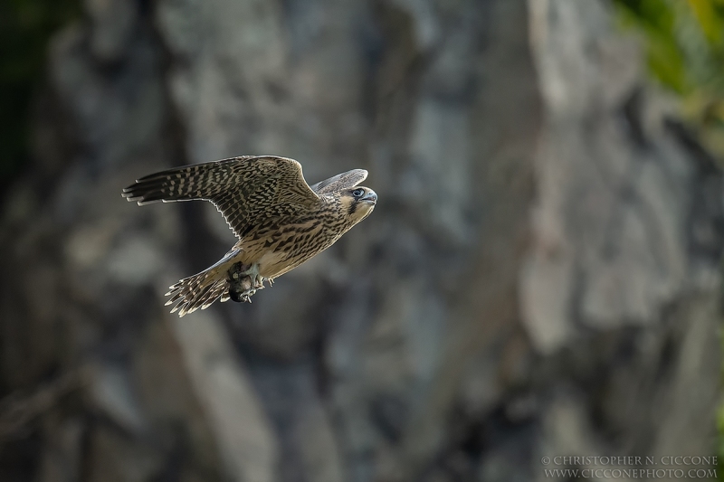 Peregrine Falcon