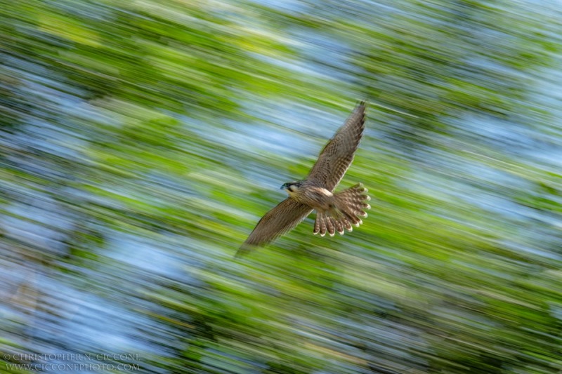 Peregrine Falcon