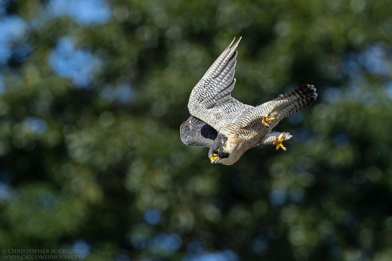 Peregrine Falcon