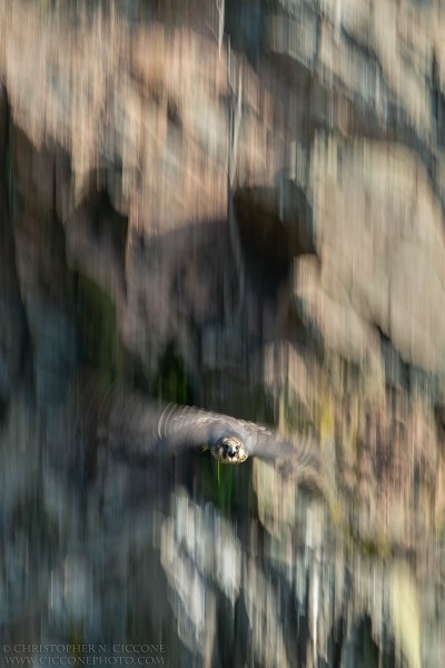 Peregrine Falcon