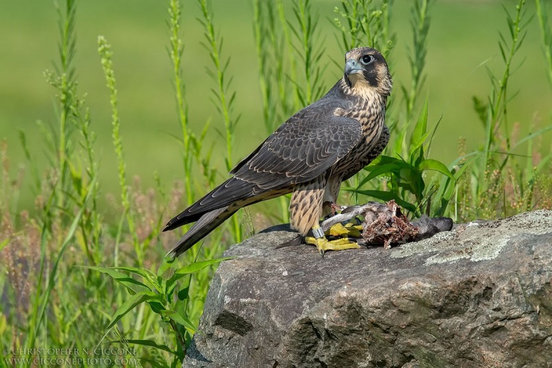 Peregrine Falcon