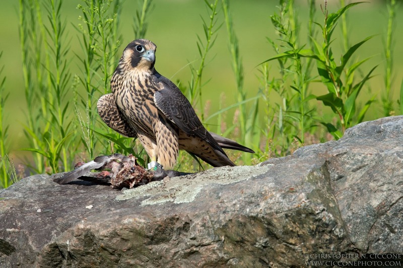 Peregrine Falcon