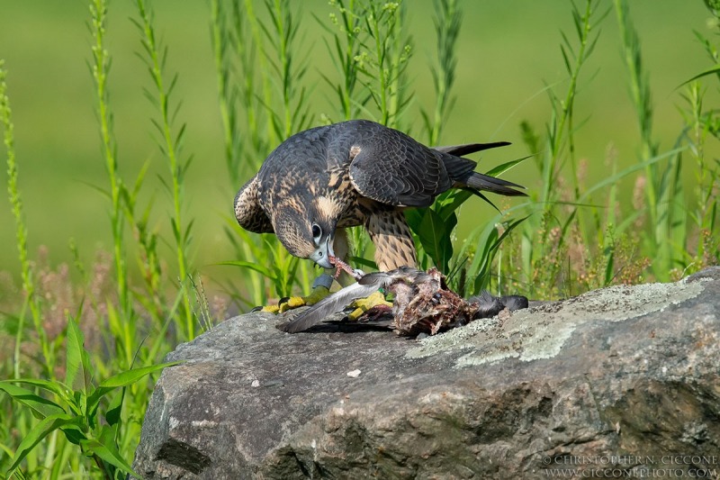 Peregrine Falcon